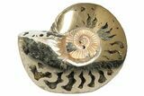 One Side Polished, Pyritized Fossil Ammonite - Russia #174952-2